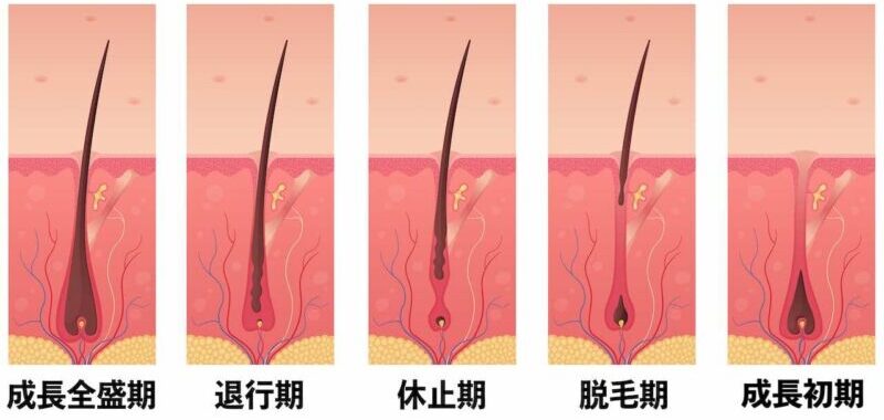 髪寿命